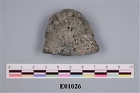 藏品(石燕及其他腕足動物)的圖片